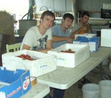 patrick, patrick and alex packing strawberries...